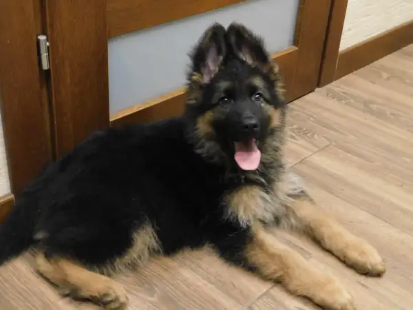 Uroczy szczeniak owczarka niemieckiego długowłosego, gotowy do adopcji. Zapytaj o owczarek niemiecki długowłosy cena.