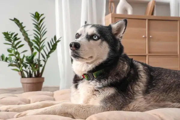 Piękny husky z różnymi kolorami oczu leży na jasnym posłaniu. Jego waga jest idealna, co widać po jego zgrabnej sylwetce.