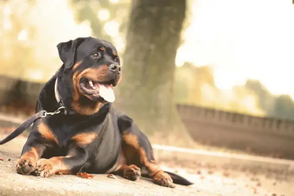 Złoty rottweiler leży na chodniku, dysząc z językiem na zewnątrz. Tło jest rozmyte, z drzewem i jesiennym światłem.