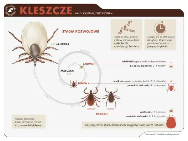 Ilustracja pokazuje, jak wygląda kleszcz na różnych etapach rozwoju: od jajeczka, przez larwę i nimfę, do dorosłego osobnika (imago).