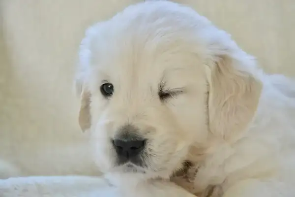 Uroczy szczeniak golden retriever mruga jednym okiem, jakby właśnie odkrywał świat, kiedy szczeniaki otwierają oczy.