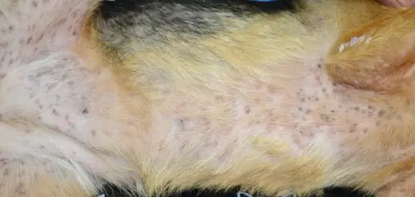 Widoczne ropne zapalenie skóry u psa. Liczne czerwone krostki i strupki na jasnej sierści, świadczące o problemach dermatologicznych.