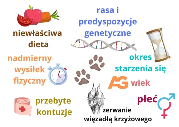 Czynniki wpływające na stawy psa: dieta, wysiłek, kontuzje, genetyka, wiek, płeć. Potrzebny lek przeciwzapalny i przeciwbólowy na stawy dla psa.
