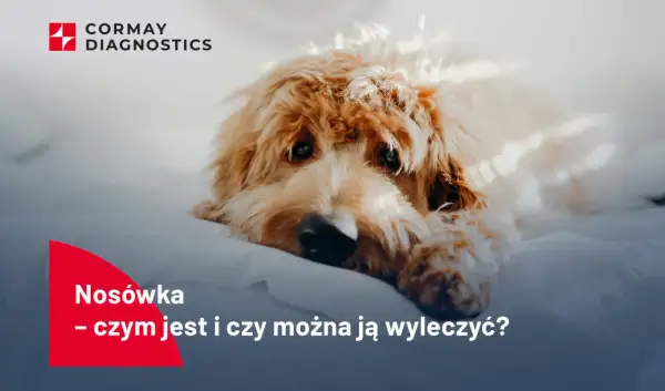 Smutny piesek leży na białym tle. Napis "Nosówka - czym jest i czy można ją wyleczyć?" sugeruje, że chodzi o chorobę.