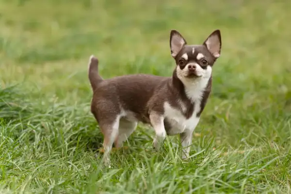 Mały, brązowo-biały piesek rasy chihuahua stoi na zielonej trawie, czujnie obserwując otoczenie.