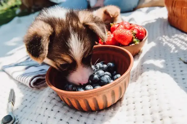 Szczeniak corgi zajada się borówkami, sprawdzając, czy pies może jeść borówki. Obok miska z truskawkami.