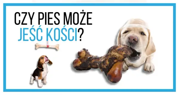 Labrador gryzie kość, a szczeniak beagle patrzy na wiszącą kość. Czy pies może jeść kości?