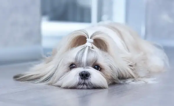 Uroczy shih tzu z kokardką na głowie, leżący na podłodze. Zastanawiasz się nad shih tzu cena?