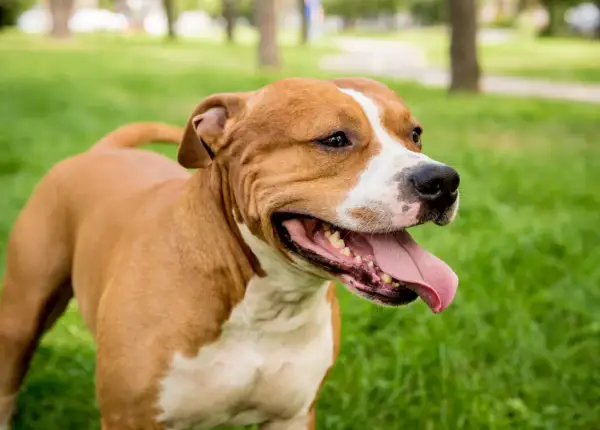 Radosny staffordshire bull terrier usposobienie, z językiem na wierzchu, cieszy się spacerem po zielonej trawie.