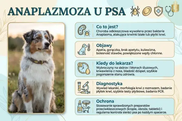 Anaplazmoza u psa: objawy, diagnostyka i ochrona. Zdjęcie przedstawia psa rasy Australian Shepherd, a obok niego infografikę o chorobie.