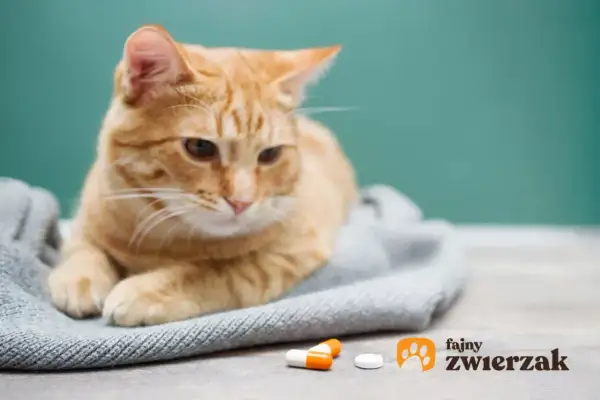 Pomarańczowy kotek leży na kocu obok tabletek. Gabapentyna dla kota może pomóc w łagodzeniu bólu.