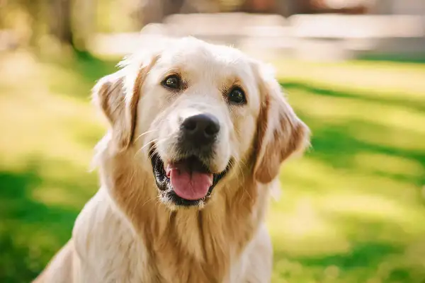 Uśmiechnięty golden retriever, którego radosny golden retriever charakter widać w każdym spojrzeniu.