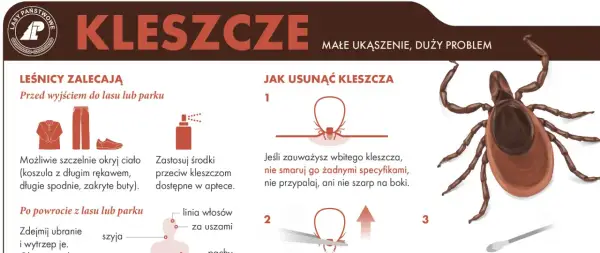 Małe kleszcze to duży problem. Poradnik Lasy Państwowe pokazuje, jak się chronić i jak usuwać kleszcze.