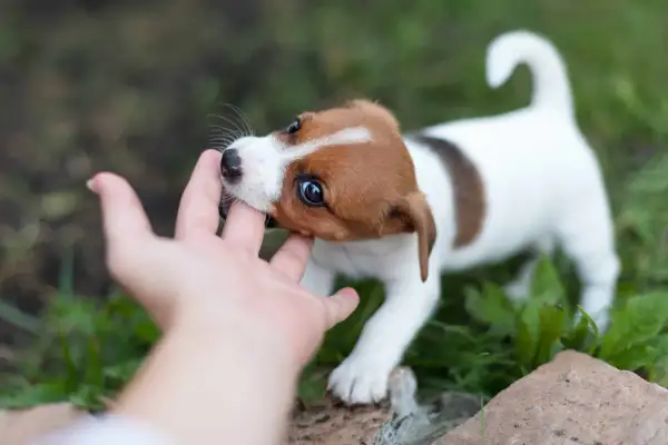 Mały szczeniak Jack Russell Terrier gryzie palec, badając świat. To normalne, dlaczego szczeniak gryzie.
