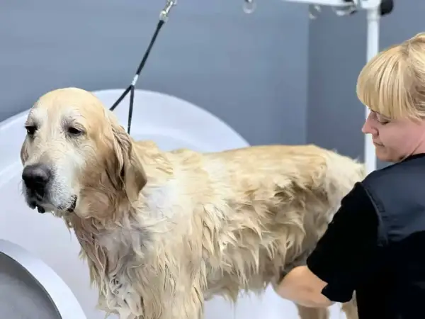 Złoty retriever w wannie, mokry i z rozwianym podszerstkiem, czeka na kąpiel.
