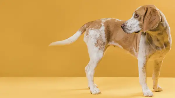 Pies beagle, z brązowymi łatami na białym futrze, zaciekle gryzie swój ogon.