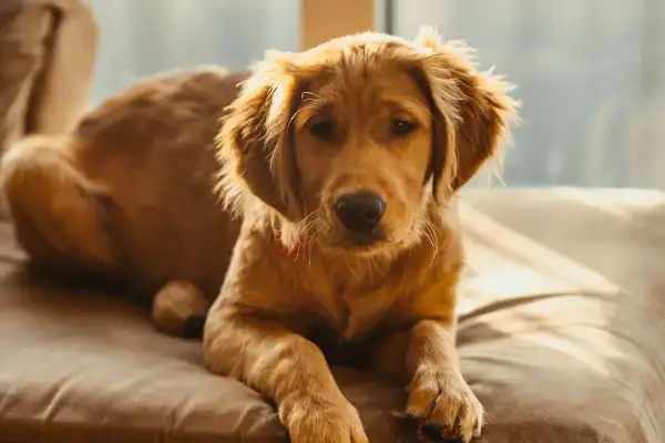 Złoty retriever leży na kanapie. Czy pies może jeść nerkowce? Ten słodki szczeniak wygląda, jakby chciał spróbować.