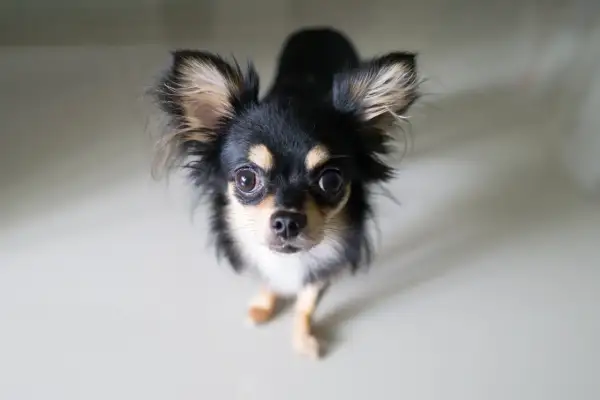 Uroczy chihuahua z wielkimi oczami, szukający domu w najlepszej hodowli chihuahua w Polsce.