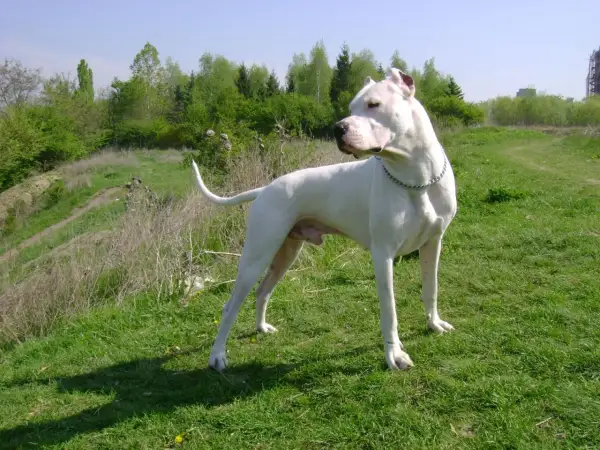 Piękny dog argentyński na zielonej łące. Zastanawiasz się nad dog argentyński cena?
