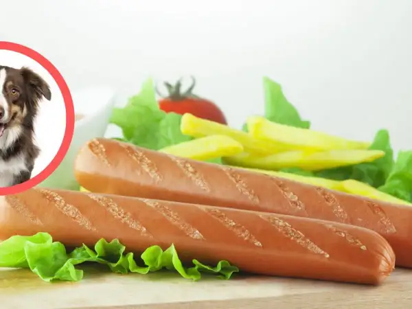 Czy pies może jeść parówki? Na zdjęciu piesek obok parówek i frytek.