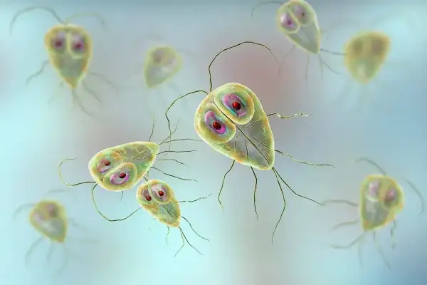 Nieleczona giardia u psa to widok tych pasożytów. Mają kształt gruszki i osiem wici.