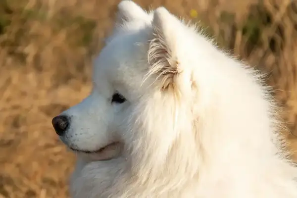 Piękny samoyed w profilu, z puszystym białym futrem. Zastanawiasz się nad samoyed cena?