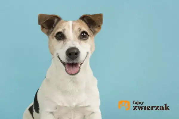 Uśmiechnięty jack russell terrier gładkowłosy z uszami w górę, na jasnoniebieskim tle.