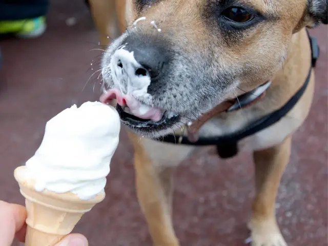 Pies z lodami na pysku. Czy pies może jeść lody? Ten psiak chyba tak, bo zjada je z wielką chęcią!