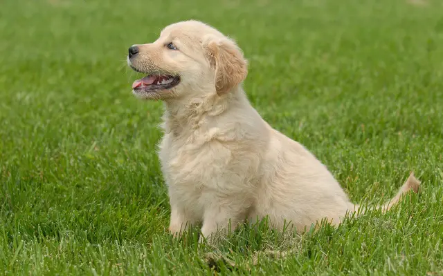 Uroczy szczeniak golden retriever siedzi na zielonej trawie, z otwartym pyszczkiem i wesołym spojrzeniem.