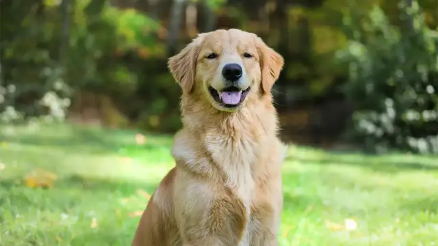 Uśmiechnięty retriever siedzi na trawie, z rozmazanym tłem drzew.