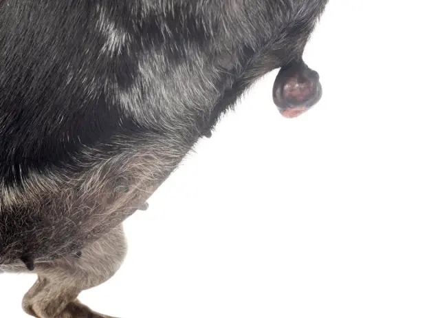 Widoczny guz na boku psa, prawdopodobnie mastocytoma. Zmiana skórna jest okrągła, ciemnobrązowa, z widocznym zaczerwienieniem u podstawy.